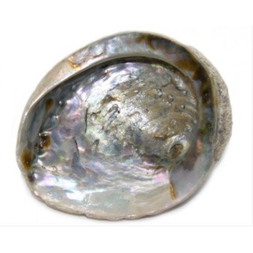Abalone Shell for Sage Smudging or Display 5" - 5.5"