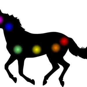 Animal Reiki Master Teacher
