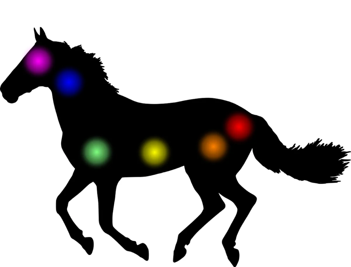 Animal Reiki Master Teacher
